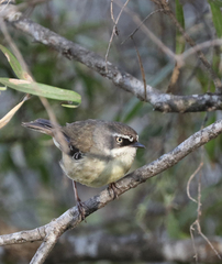 Sericornis frontalis