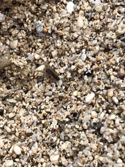 Brachymyrmex obscurior