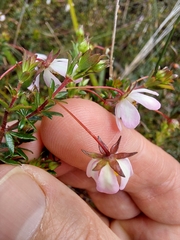 Bauera microphylla
