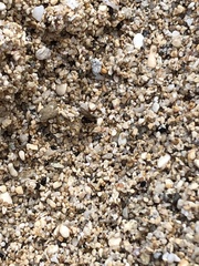 Brachymyrmex obscurior