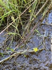Ranunculus flammula