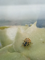 Hippodamia tredecimpunctata