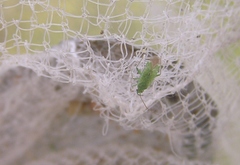 Orthotylus flavosparsus