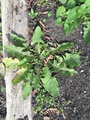 Taraxacum officinale