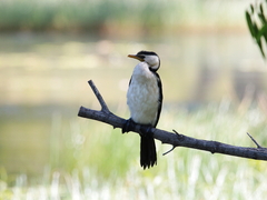 Microcarbo melanoleucos