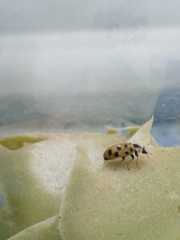 Hippodamia tredecimpunctata