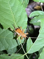 Camptonotus carolinensis