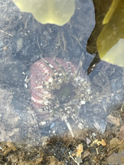 Aulactinia verrucosa