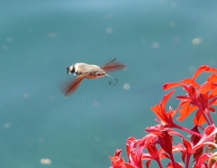 Macroglossum stellatarum