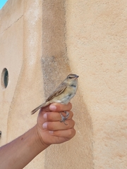 Acrocephalus arundinaceus