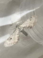 Eupithecia centaureata