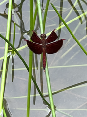 Neurothemis fluctuans