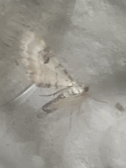 Eupithecia centaureata