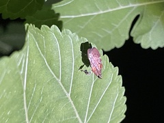 Galasa nigrinodis