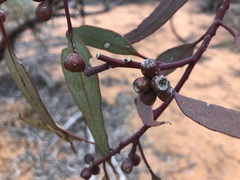 Eucalyptus dumosa