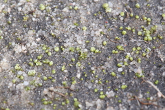 Monocarpus sphaerocarpus