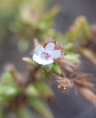 Micromeria herpyllomorpha