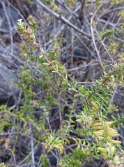 Micromeria herpyllomorpha