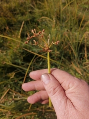 Schoenoplectus lacustris