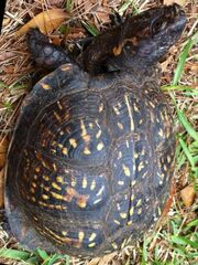Terrapene carolina
