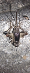 Velarifictorus micado
