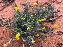 Chrysocephalum apiculatum