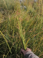 Schoenoplectus lacustris