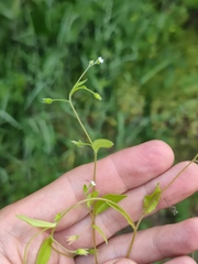 Myosotis sparsiflora