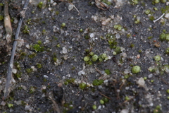 Monocarpus sphaerocarpus