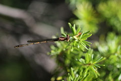 Lestes disjunctus