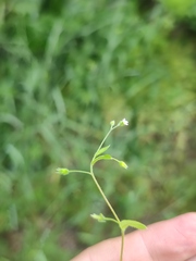 Myosotis sparsiflora