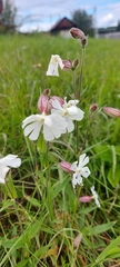 Silene latifolia alba