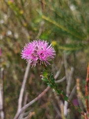 Kunzea capitata
