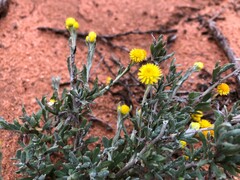 Chrysocephalum apiculatum