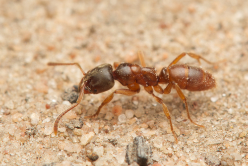 黄短猛蚁Brachyponera lutea