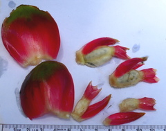 Costus sepacuitensis