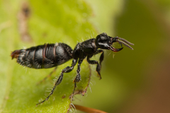 Thynnoidea