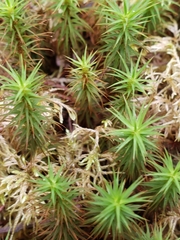 Polytrichum strictum
