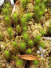 Polytrichum strictum