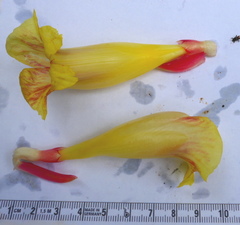 Costus sepacuitensis