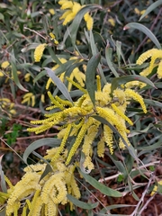 Acacia binervia