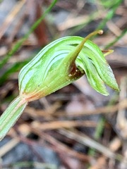 Pterostylis concinna