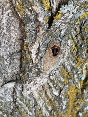 Chrysura
