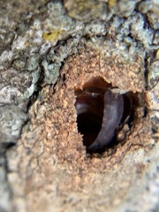 Chrysura