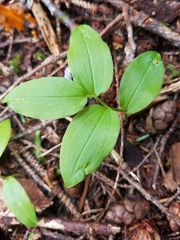 Streptopus streptopoides