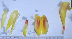 Costus sepacuitensis