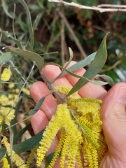 Acacia binervia