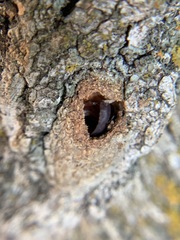 Chrysura