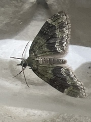 Acasis viretata