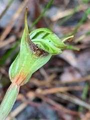 Pterostylis concinna
